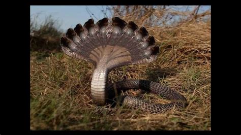 People in India were surprised to discover an extremely rare "ten-headed snake" in their homes.