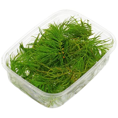 Ceratophyllum demersum 'Foxtail' | Aquasabi - Aquascaping Shop