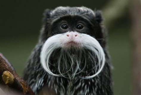 Animals With Mustaches