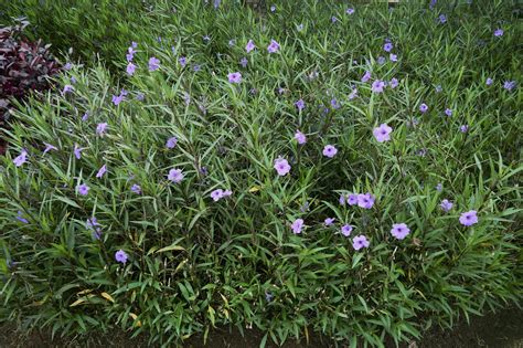 A garden filled with purple flowers that blooming in spring. Ruellia simplex, Mexican petunia ...