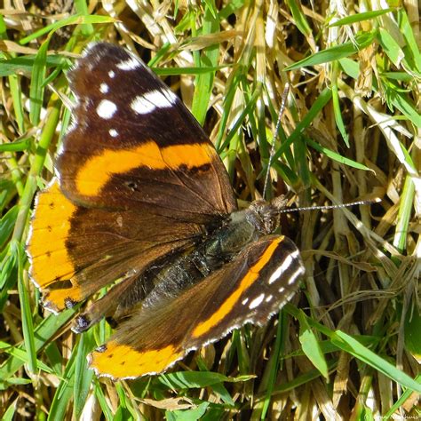 Pacific Northwest Photography: Red Admiral Butterfly