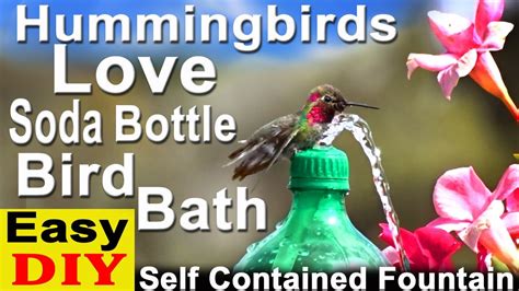 Hummingbird Bath Fountain Diy Best Price | www.og6666.com