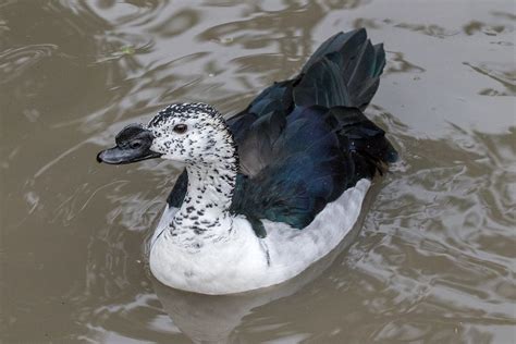 Comb Duck | Taken at WWT Slimbridge | chris barber | Flickr