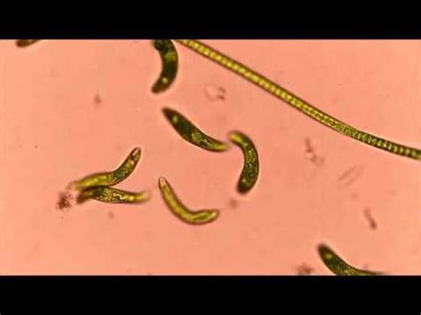 Euglena Movement - YouTube