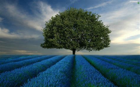 Field, trees, lavender | Field wallpaper, Tree wallpaper art, Desktop ...