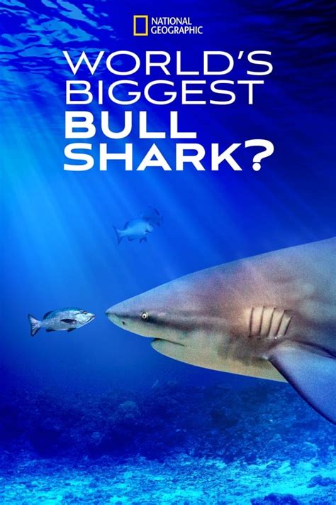 World's Biggest Bull Shark? (2021) — The Movie Database (TMDB)