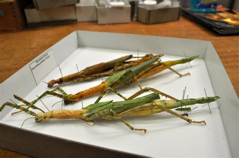 A behind-the-scenes look at our stick insect collection | Western Australian Museum