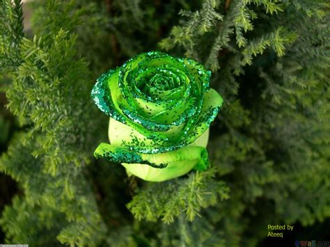 Hoa hồng xanh đẹp nhất | Hình ảnh đẹp Blog