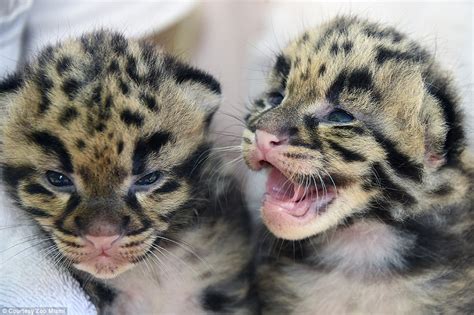 Rare clouded leopard cubs make first appearance Zoo Miami in Florida at 3 weeks old | Daily Mail ...