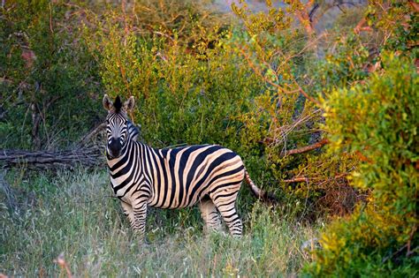 African Wildlife Greater Kruger National Park - Travel Tales of Life