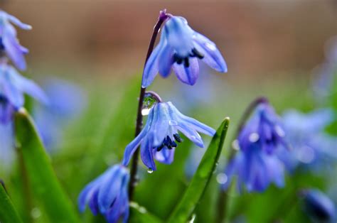 6 Easy-to-Grow Bulbs for Beautiful Spring Flowers