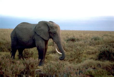 File:African elephant male.jpg - Wikimedia Commons