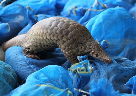 Delicious? Rich Chinese Diners Push Exotic Pangolin Toward Extinction