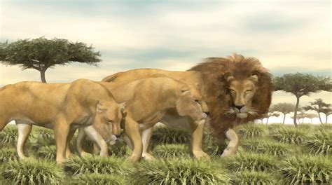 African Lion Pride Painting by Walter Colvin