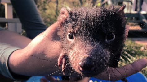 Tasmanian devil breeding program ‘Devil Ark’ welcomes 200th baby devil ...