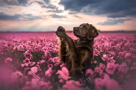 #1344621 Dog HD, Puppy, Pink Flower - Rare Gallery HD Wallpapers