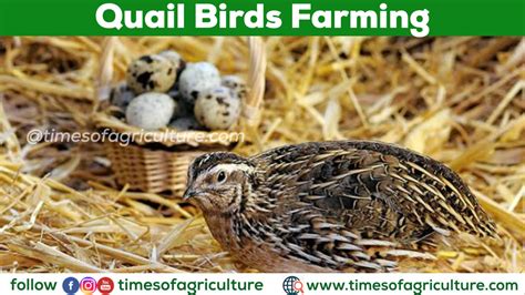 Quail Bird Farming in India - TIMES OF AGRICULTURE