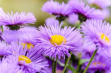 Aster Flower Meaning, Symbolism, Popular Types, and Uses - Petal Republic