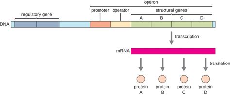 Gene Regulation: Operon Theory | Microbiology