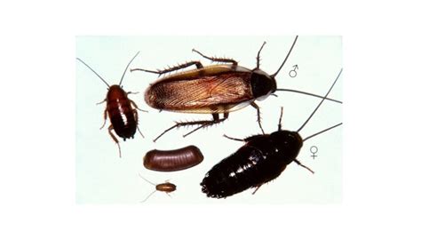 How To Get Rid Of Wood Roaches | Do-It-Yourself Pest Control