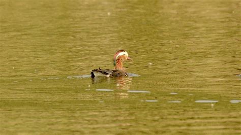 'Air gun surrender' campaign pays off in Arunachal as rare Mandarin ...