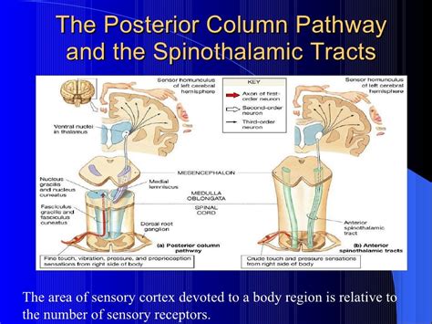 Dorsal column pathway