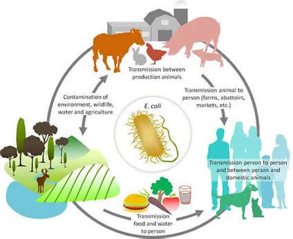 E COLİ BACTERİA | Diyetisyen Buket Akbulut