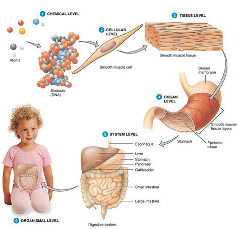 Cells, Tissue, Organ, Organ System - SSDS SCIENCE2014/5775