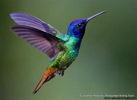 Colorful Hummingbirds | Amazing Wallpapers