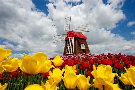 Windmill and Tulips. - The Netherlands Photo (40011790) - Fanpop