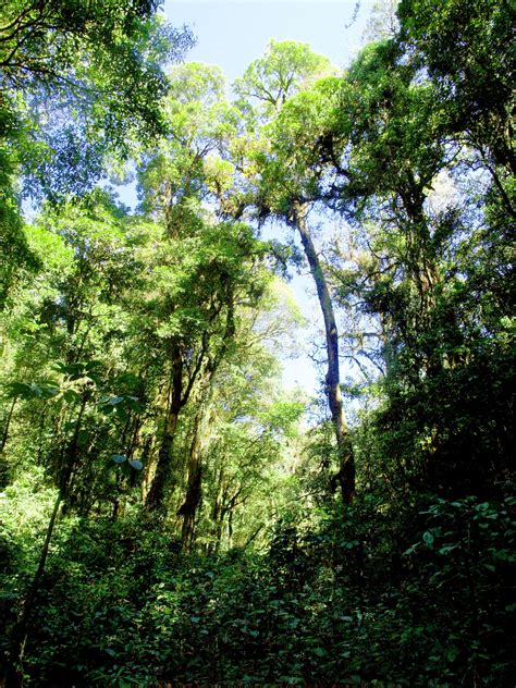 Nature Rain Forest Doi Inthanon National Free Stock Photo - Public Domain Pictures