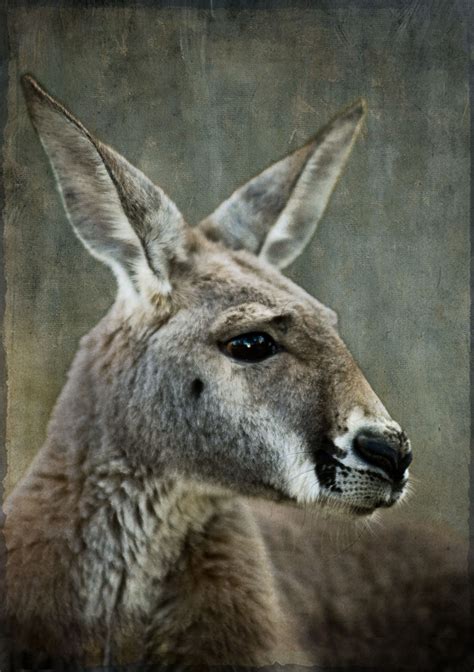 Red Kangaroo - Esther Beaton