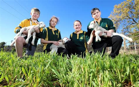 Mount Austin High School welcomes lamb triplets to its farm | The Daily Advertiser | Wagga Wagga ...