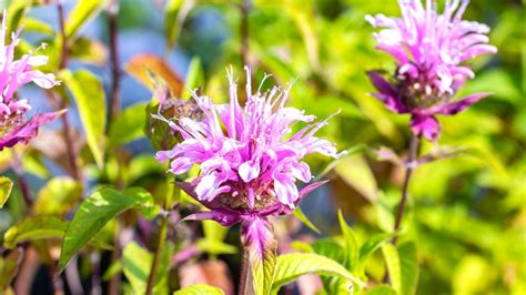 How to Plant, Grow and Care For Wild Bergamot