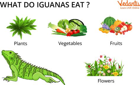 Iguana Facts: Learn Definition & Examples