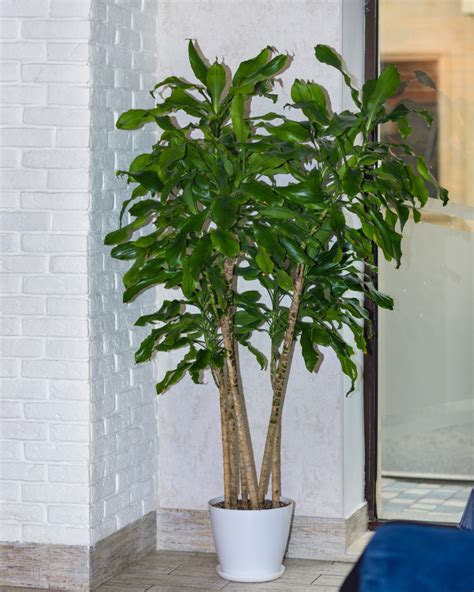 How to Care For Your Money Tree Plant (Full Care Guide) - PlantSnap