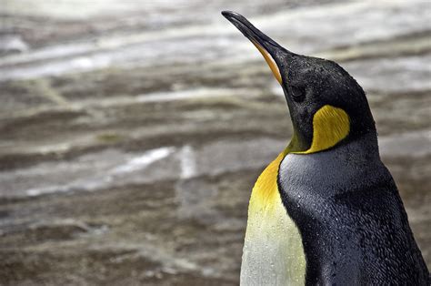 Emperor Penguin at Edinburgh Zoo - Ed O'Keeffe Photography