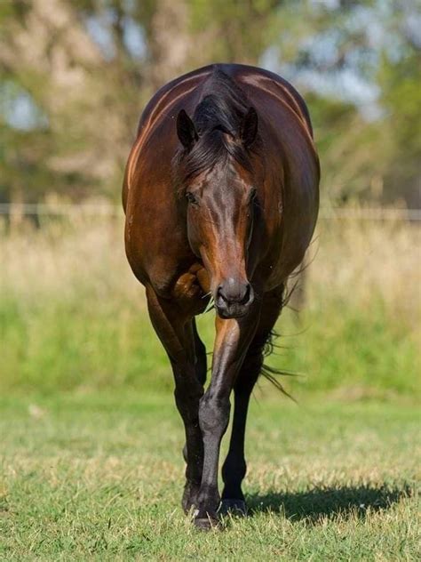 Black Caviar ♡ | Most beautiful horses, Pretty horses, Beautiful horses