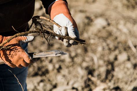 Hop Rhizomes – Yakima Valley Hops