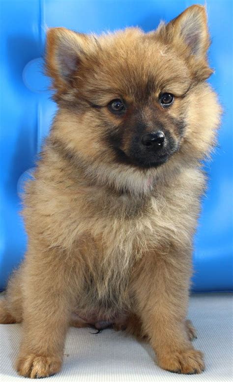 German #Spitz (Deutscher) / Mittelspitz / Kleinspitz #Dogs #Puppy Baby ...