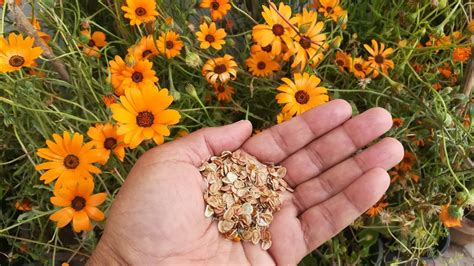 African Daisy Flower Seeds: A Complete Guide to Storing, Sowing and ...