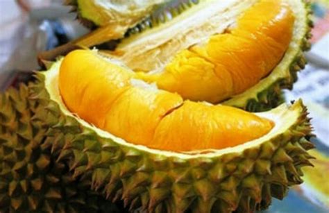 Cara Menanam Durian Musang King Agar Dapat Berbuah Lebat | My XXX Hot Girl