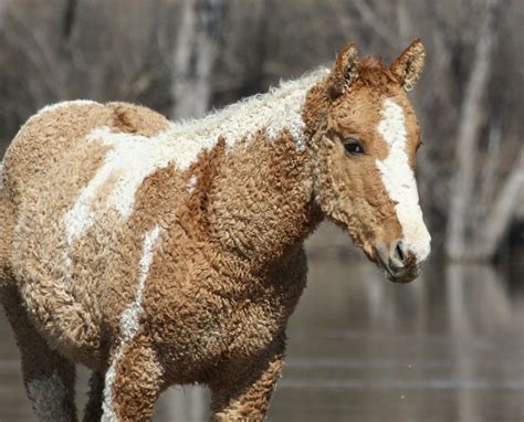 An American Bashkir Curly Horse : pics