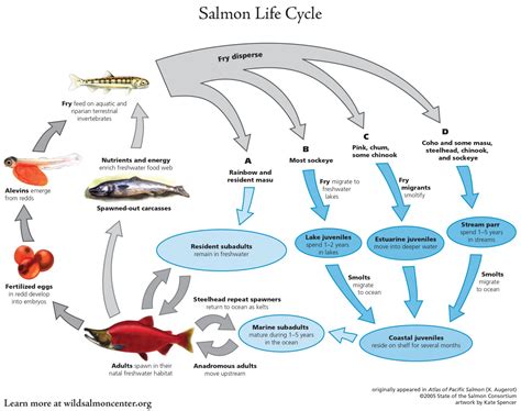 Salmon School - Wild Salmon Center