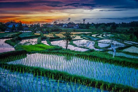 Sunset Over Paddy Fields Bali | Travel Photography Guru