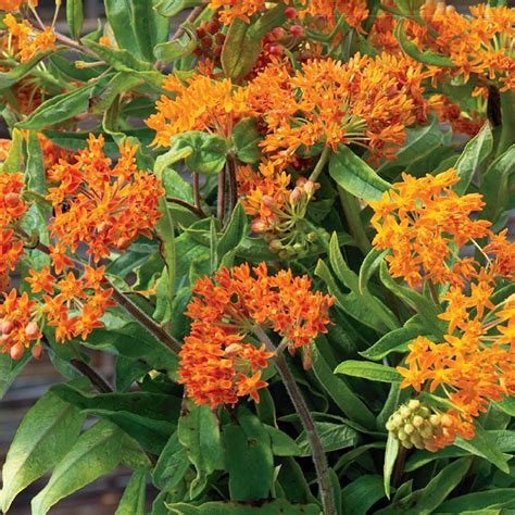 Buy Perennial Milkweed Butterfly Flower Seed Online | McKenzie Seeds