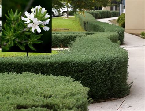 Buy Westringia fruticosa alba from Fernview Nurseries