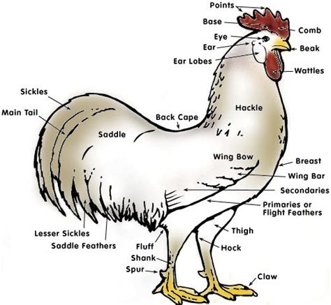 Chicken Anatomy | Chicken anatomy, Chicken, Anatomy