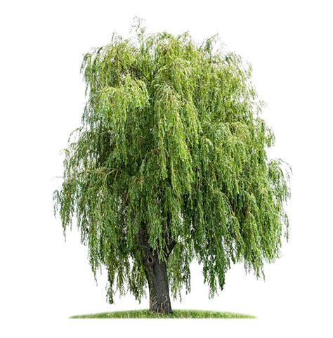 Willow Tree Pictures, Images and Stock Photos - iStock