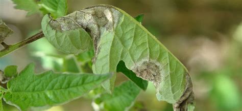 Tomato Leaf Curl: Why Are My Plant Leaves Curling Up? - Hydrobuilder ...